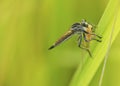 Robber Fly Royalty Free Stock Photo