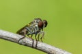 Robber Fly eating prey Royalty Free Stock Photo