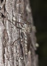 Robber fly. Extreme close-up. Royalty Free Stock Photo