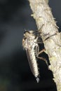 Robber fly. Extreme close-up. Royalty Free Stock Photo