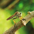 This is a Robber Fly