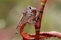 Robber Fly feeding on Honey Bee Royalty Free Stock Photo