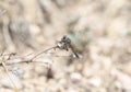 Robber Fly in the Genus Machimus in Colorado\'s Natural Habitat