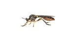Robber Fly, Gewone bladjager, Dioctria hyalipennis