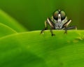 Robber fly in the green 1