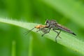 Robber Fly is injecting both neurotoxins and digestive enzymes into prey body
