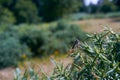 robber fly insect after eclosion perched on plant Royalty Free Stock Photo