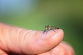 Robber fly, insect in my hand resting