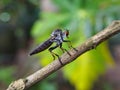 Robber fly insect small nature Royalty Free Stock Photo