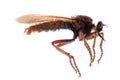 Robber fly isolated