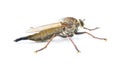 Robber fly Isolated on white background. Proctacanthus longus a species in Florida. Extremely detailed macro closeup showing