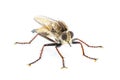 Robber fly Isolated on white background. Proctacanthus longus a species in Florida. Extremely detailed macro closeup showing