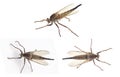 Robber fly Isolated on white background. Proctacanthus longus a species in Florida