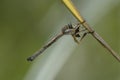 Robber fly, Leptogaster cylindrica, sitting on a plant Royalty Free Stock Photo
