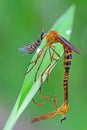 Robber fly is mating and breakfast