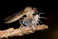 Robber fly with prey - a plant hopper