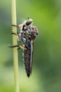 Robber Fly