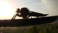 Robber fly. robberfly. robber fly in the nature. close up of robber fly family Asilidae , also called assassin fly insects, in