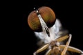 Robber fly shot Royalty Free Stock Photo