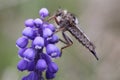Robber fly Royalty Free Stock Photo