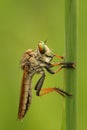 Robber Fly Take A Rest Royalty Free Stock Photo
