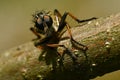 Robber fly Tolmerus atricapillus in close-up