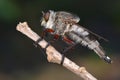 Robber fly