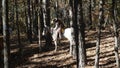 Robber`s Cave State Park stables, trail ride through the mountain forest Royalty Free Stock Photo