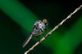 Robberfly, Asilidae