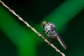 Robberfly, Asilidae