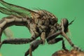 Robberfly close up insect marco photography