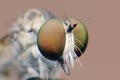 Robberfly close up Royalty Free Stock Photo