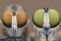 Robberfly close up Royalty Free Stock Photo