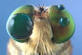 Robberfly Closeup Detail Eyes Macro Photography water droplets