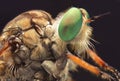 Robberfly Closeup Detail Eyes Macro Photography water droplets