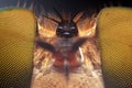 Robberfly Closeup Detail Eyes Macro Photography water droplets