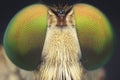 Robberfly Closeup Detail Eyes Macro Photography water droplets