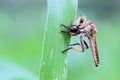 Robberfly is eating small insects on the leaves Royalty Free Stock Photo