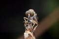 Robberfly Royalty Free Stock Photo