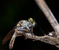 Robberfly Royalty Free Stock Photo