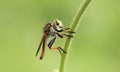 Robberfly flies insec lt predator close up Royalty Free Stock Photo