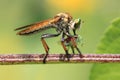 Robberfly insect predator eating canibal Royalty Free Stock Photo