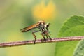 Robberfly insect predator eating canibal Royalty Free Stock Photo