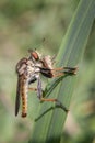 Robberfly Insect