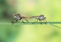 Robberfly malting at garden morning insect