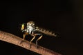 Robberfly