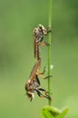 robberfly perched on a branch while mating