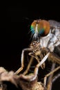 Robberfly with prey - a barkfly Royalty Free Stock Photo