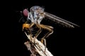 Robberfly with prey - a tiny orange beetle