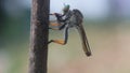Robberfly, roberfly are eating small insects